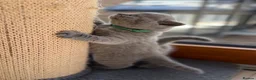 British Shorthair cats for sale: British shorthair kittens  - Advert 11