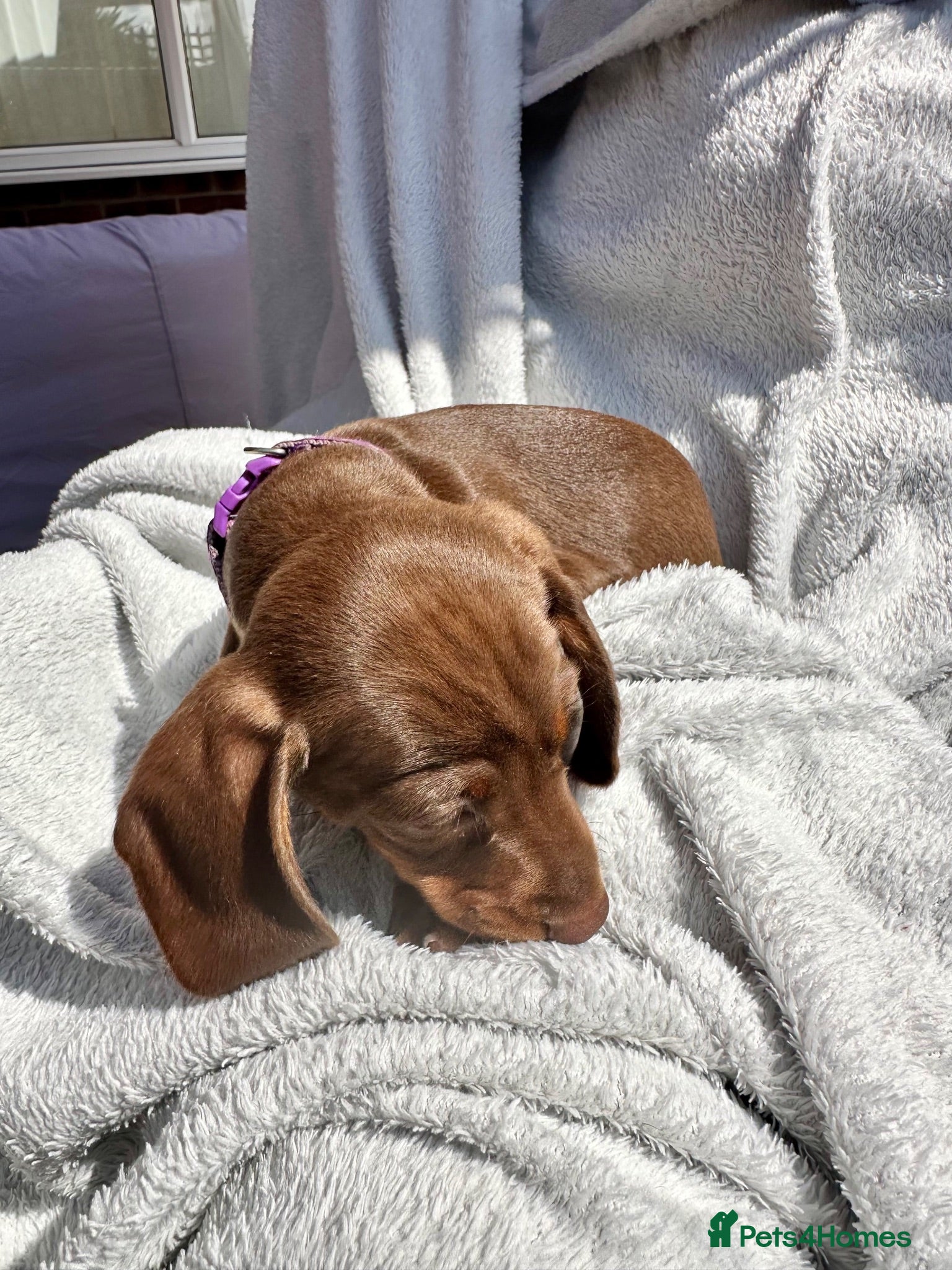 Miniature Dachshund dogs KC REG Miniature Smooth Short Haired Dachshunds - Advert 2