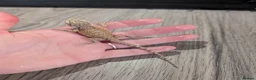 Bearded Dragon reptiles for sale: Baby bearded dragons  - Advert 19