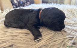 Goldendoodle dogs for sale: 12 Stunning Goldendoodles - Image 12