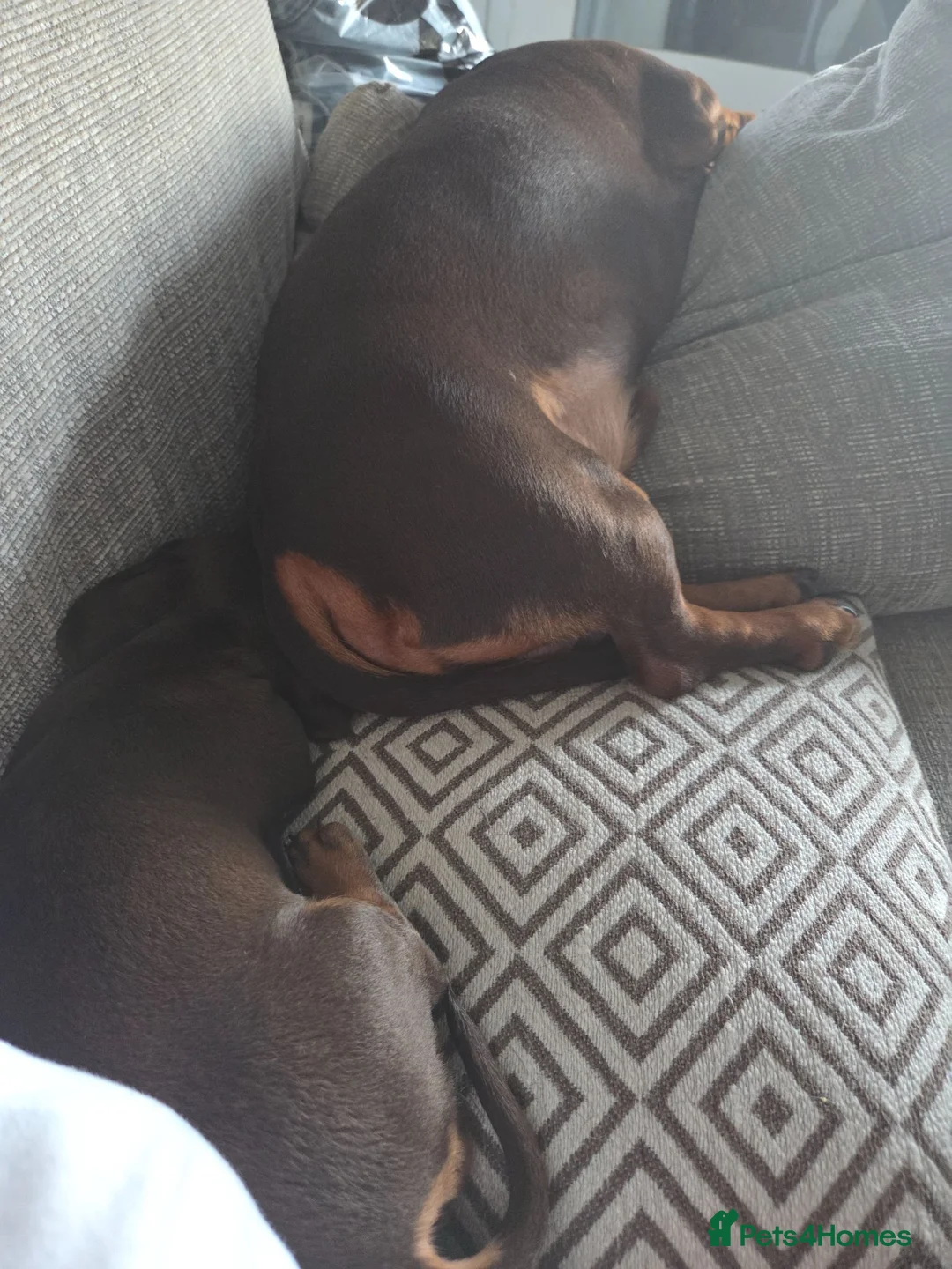 Dachshund dogs for sale: Mini Dachshund  puppies 🐶  - Advert 2