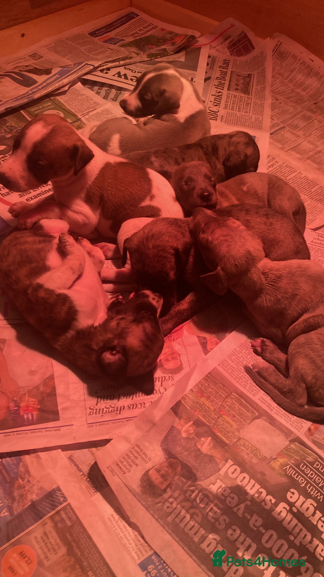 Whippet dogs for sale: Whippet pups  - Image 37