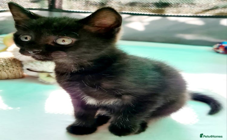 Mixed Breed cats - Advert 16