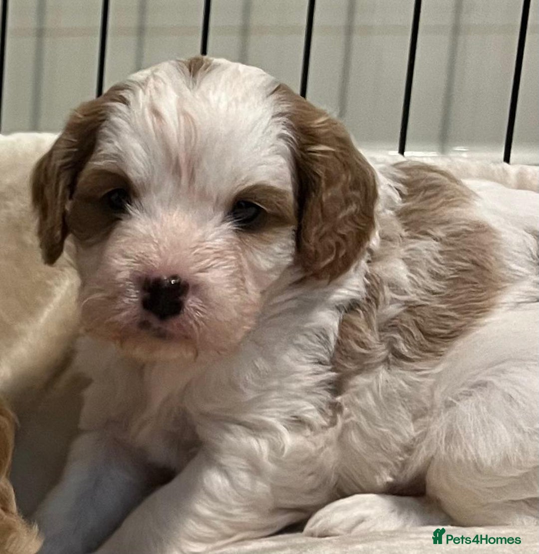 Cavapoo dogs for sale: 🐶🐩ADORABLE MINIATURE CAVAPOOS🐩🐶 - Image 8