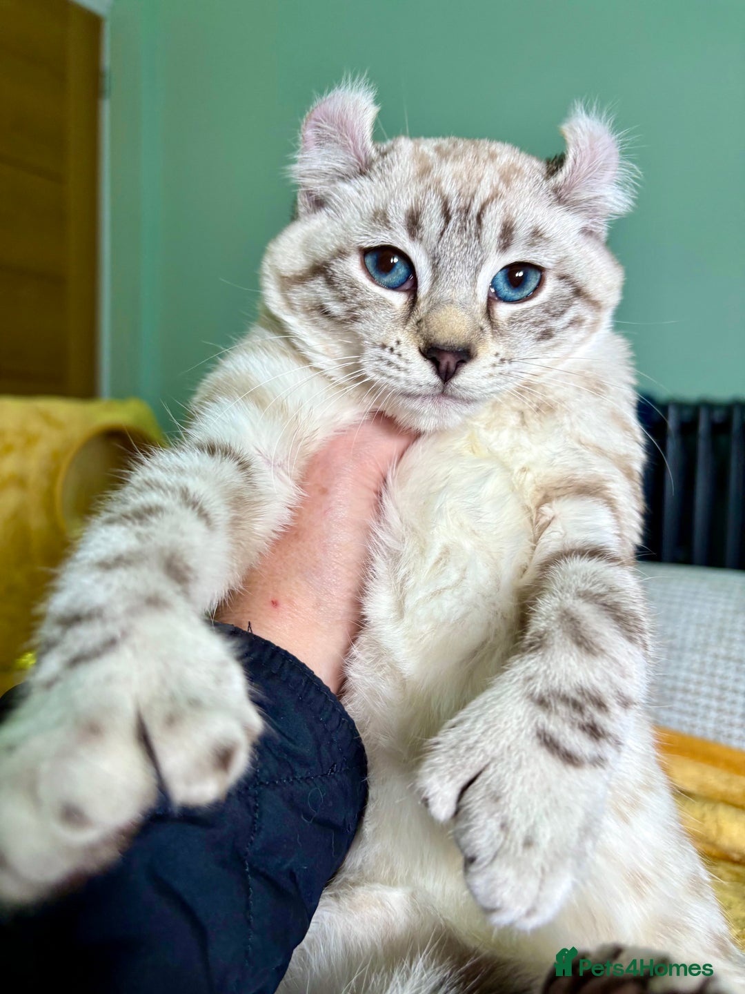 Savannah cats for sale: Breath taking wild looking girl  - Advert 4