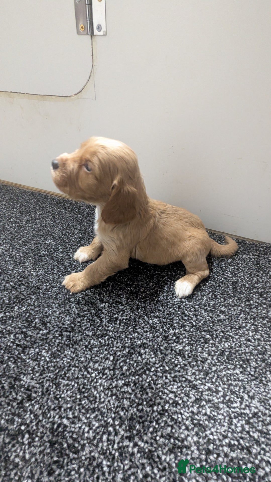 Cocker Spaniel dogs for sale: Adorable Working-Type Cocker Spaniel puppies - Advert 18