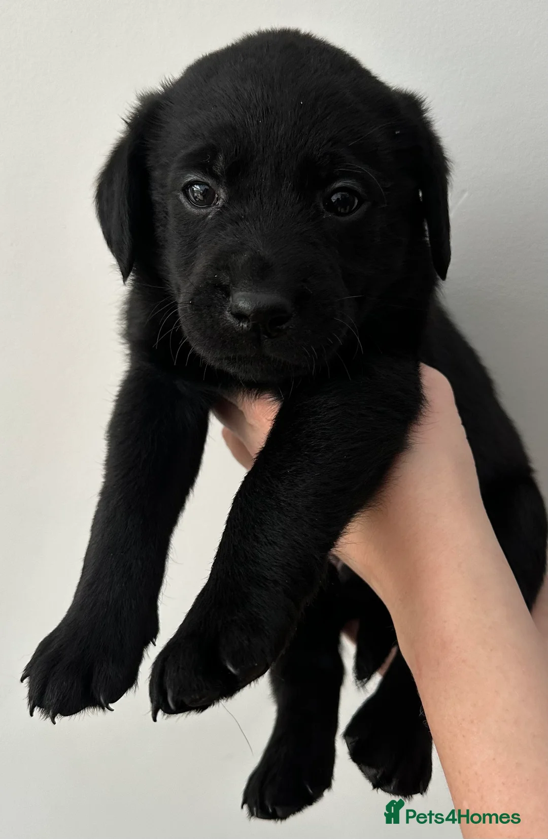 Labrador Retriever dogs for sale: Last 2 stunning kc reg black labradors - Advert 33