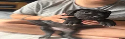 Cane Corso dogs for sale: 🐾🐾READY TO VIEWPure Breed Cane Corso Puppy’s🐾🐾 - Advert 6