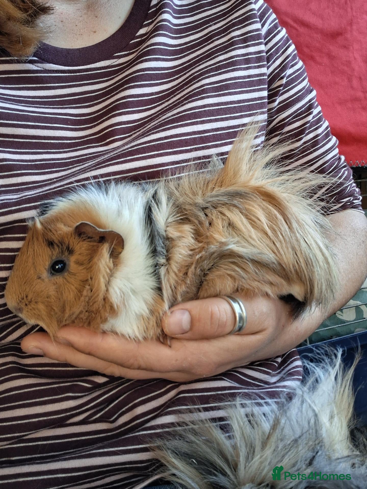 Guinea Pig rodents for sale: 2 stunning brother guinea pigs - Advert 14