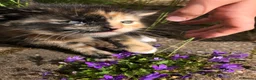 Mixed Breed cats for sale: Adorable Kittens Ready for their Forever Homes - Advert 6