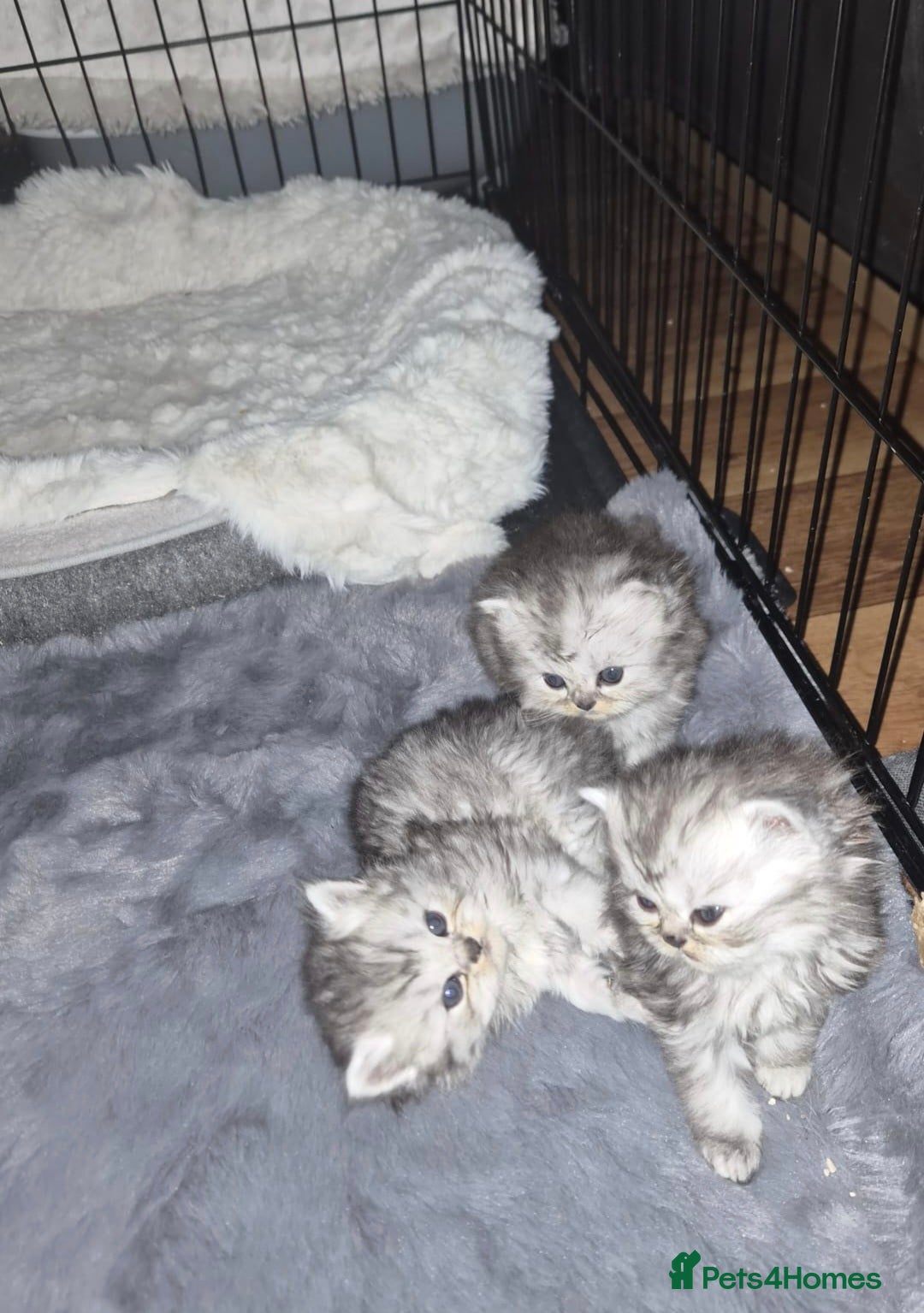 Persian cats Beautiful Persian chinchilla kittens 5 wks - Advert 13