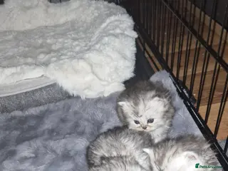 Persian cats Beautiful Persian chinchilla kittens 5 wks - Advert 13