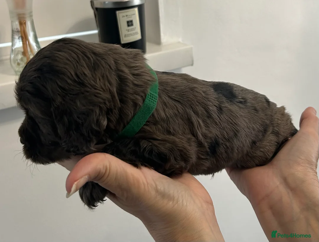 Cocker Spaniel dogs for sale: Beautiful cocker spaniel puppies  - Advert 7