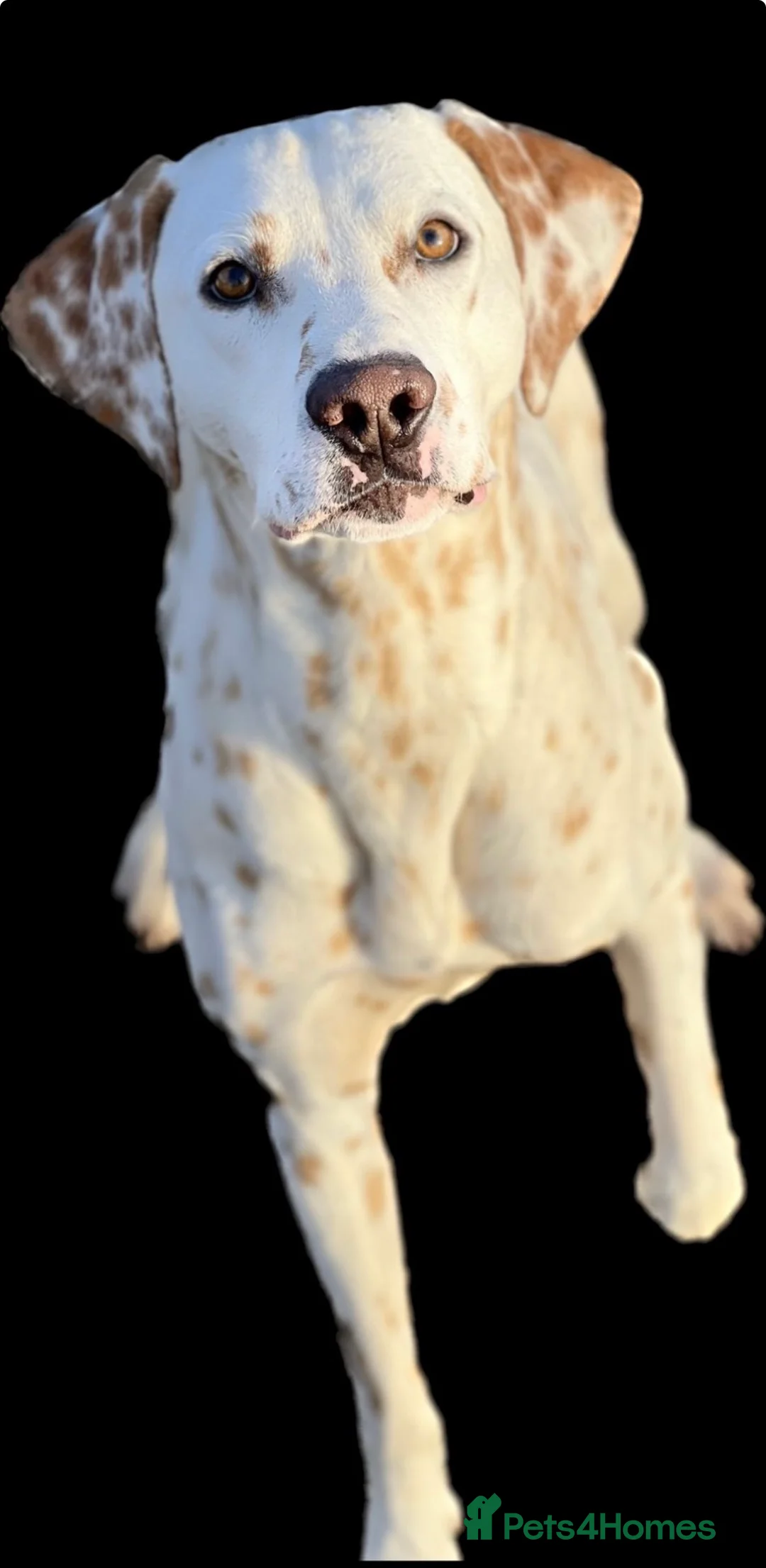 Dalmatian dogs for stud: 🍋 LEMON SPOT DALMATIAN STUD 🍋  - Advert 2