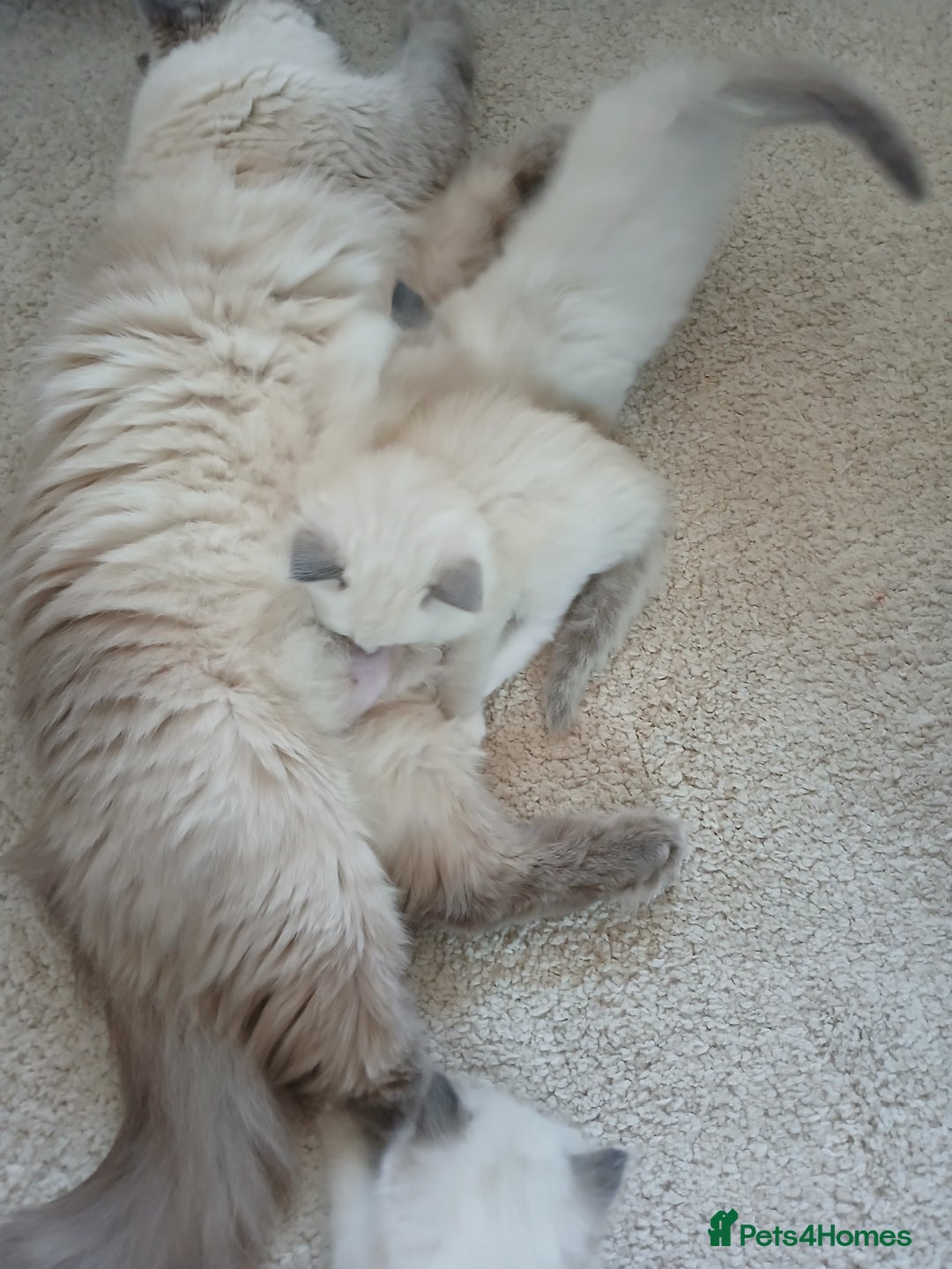 Ragdoll cats for sale: 6 Adorable 1/2 Pedigree Ragdoll Kittens 💗  - Advert 21