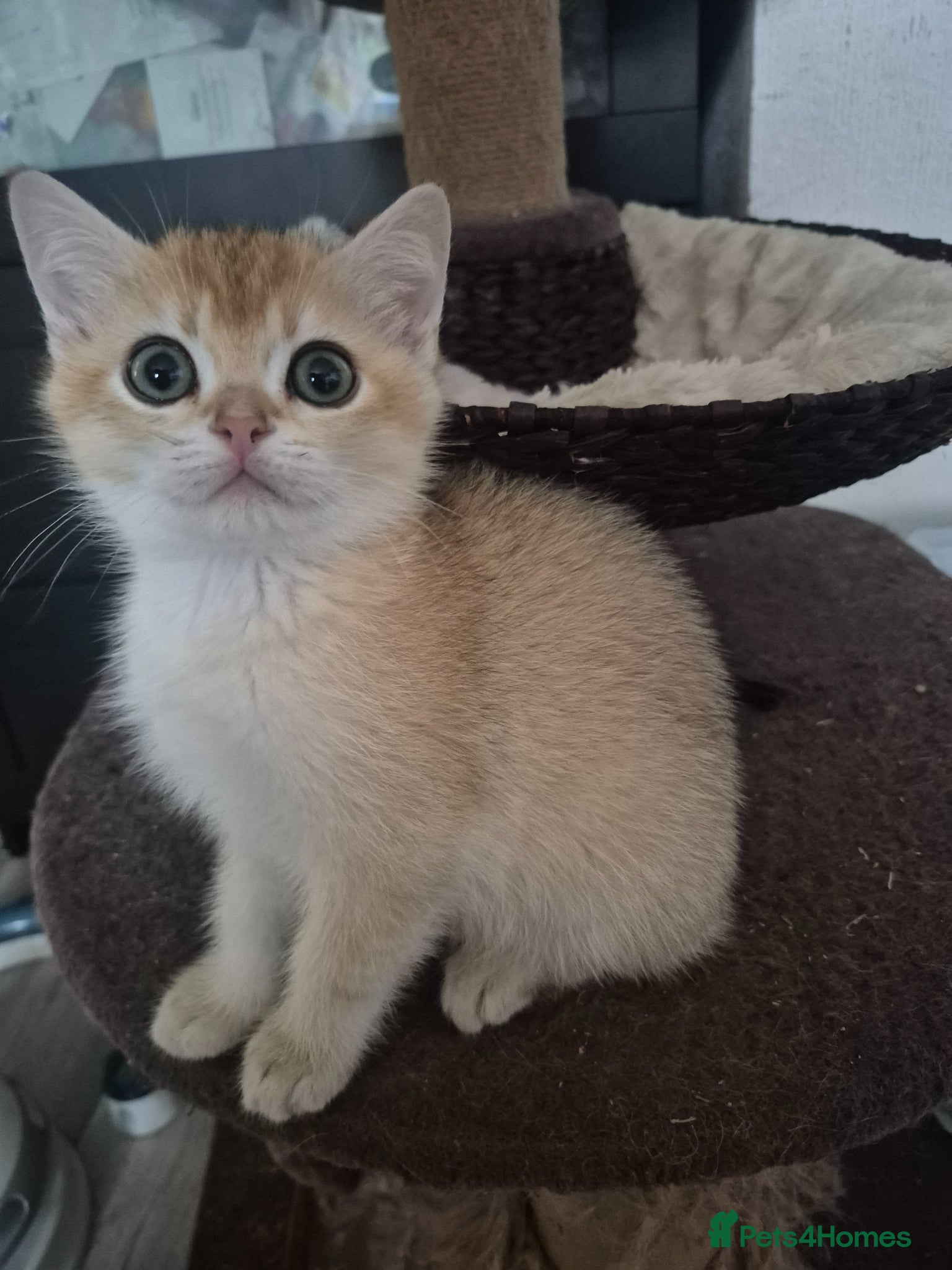 British Shorthair cats British shorthair and longhair kittens - Advert 1