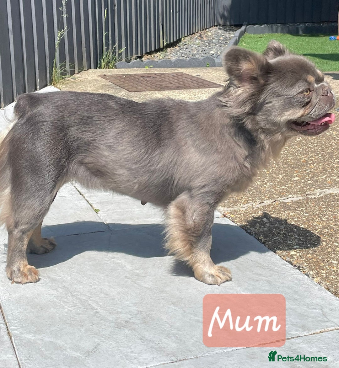 French Bulldog dogs for sale: KC Reg Lilac & Tan Fluffy French Bulldogs For Sale - Advert 4