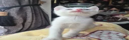 Mixed Breed cats for sale: White Kittens Ready to leave - Advert 18