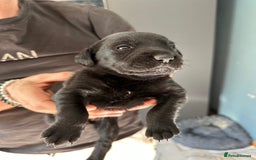 Mixed Breed dogs for sale: Rottweiler cross Labrador *READY TO VIEW* in Oxted - Image 31