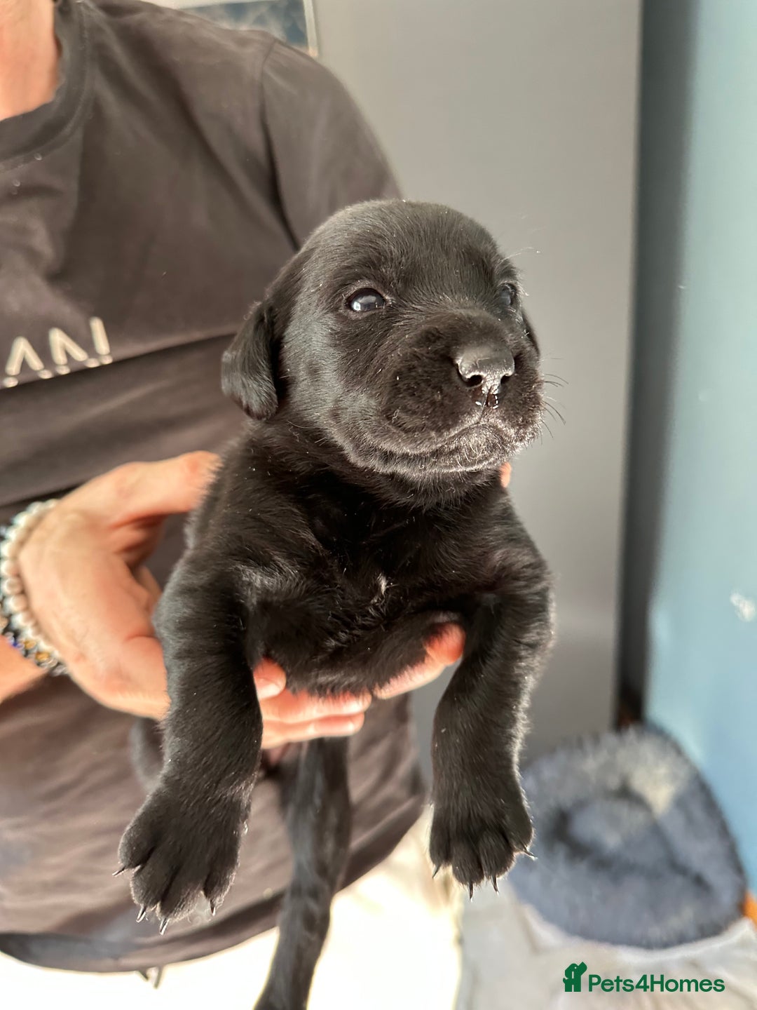 Mixed Breed dogs for sale: Rottweiler cross Labrador *READY TO VIEW* in Oxted - Image 31