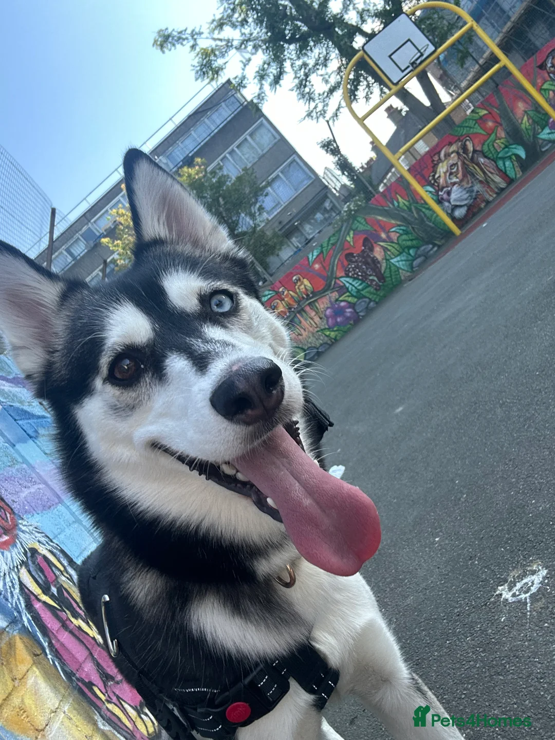 Siberian Husky dogs for sale: Female Siberian Husky needs rehoming  - Advert 7