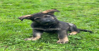 German Shepherd dogs - Advert 6