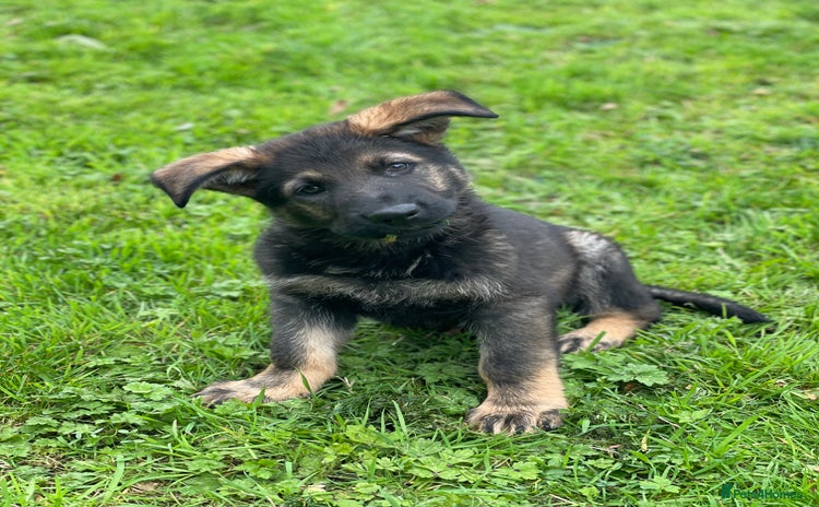 German Shepherd dogs - Advert 6