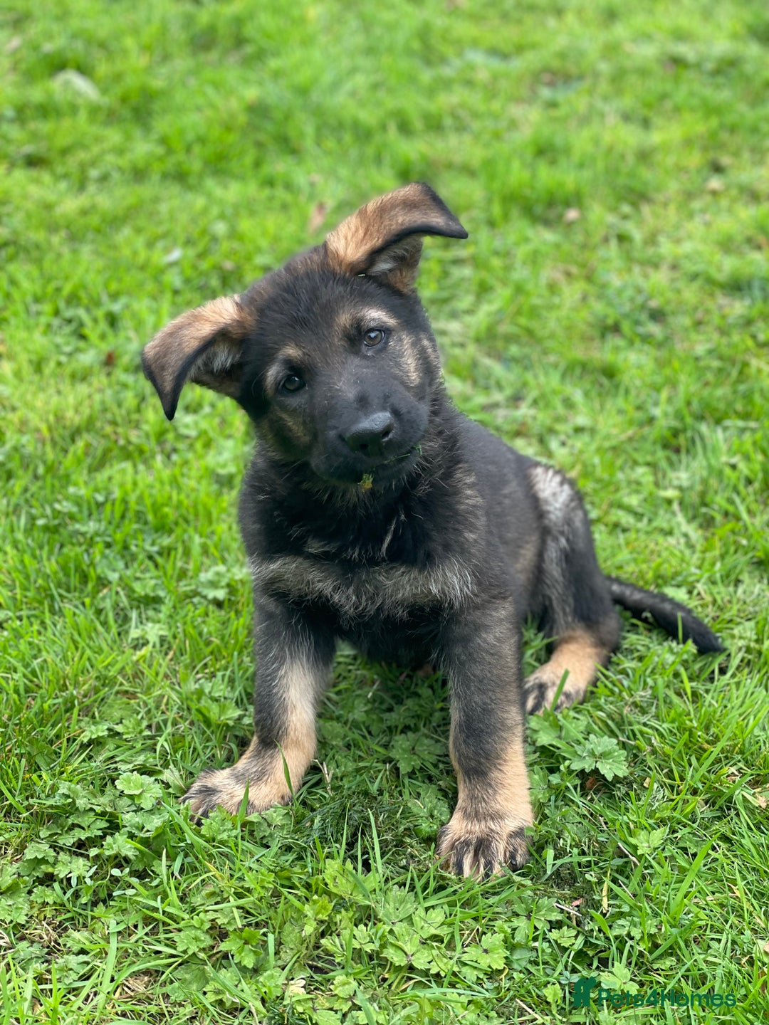 German Shepherd dogs for sale: Quality Kc Reg German shepherd - Image 3