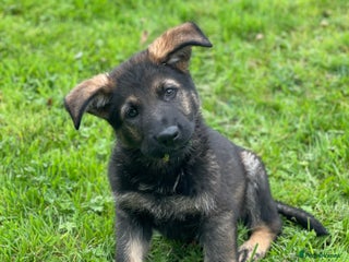 German Shepherd dogs - Advert 3