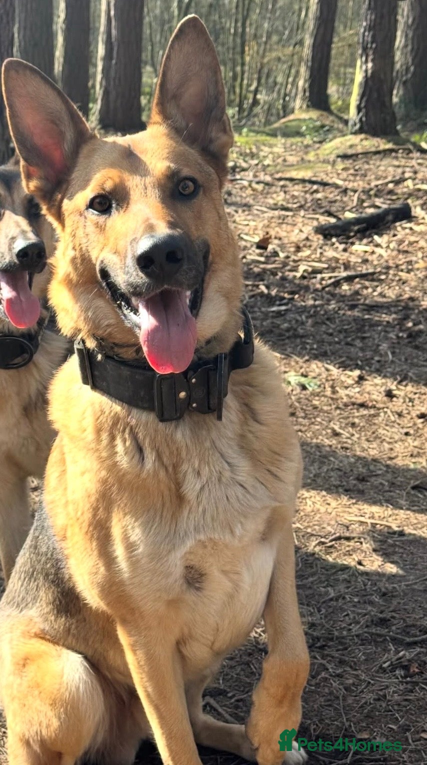 German Shepherd dogs for sale: 3 year old German Shepherd - Advert 4
