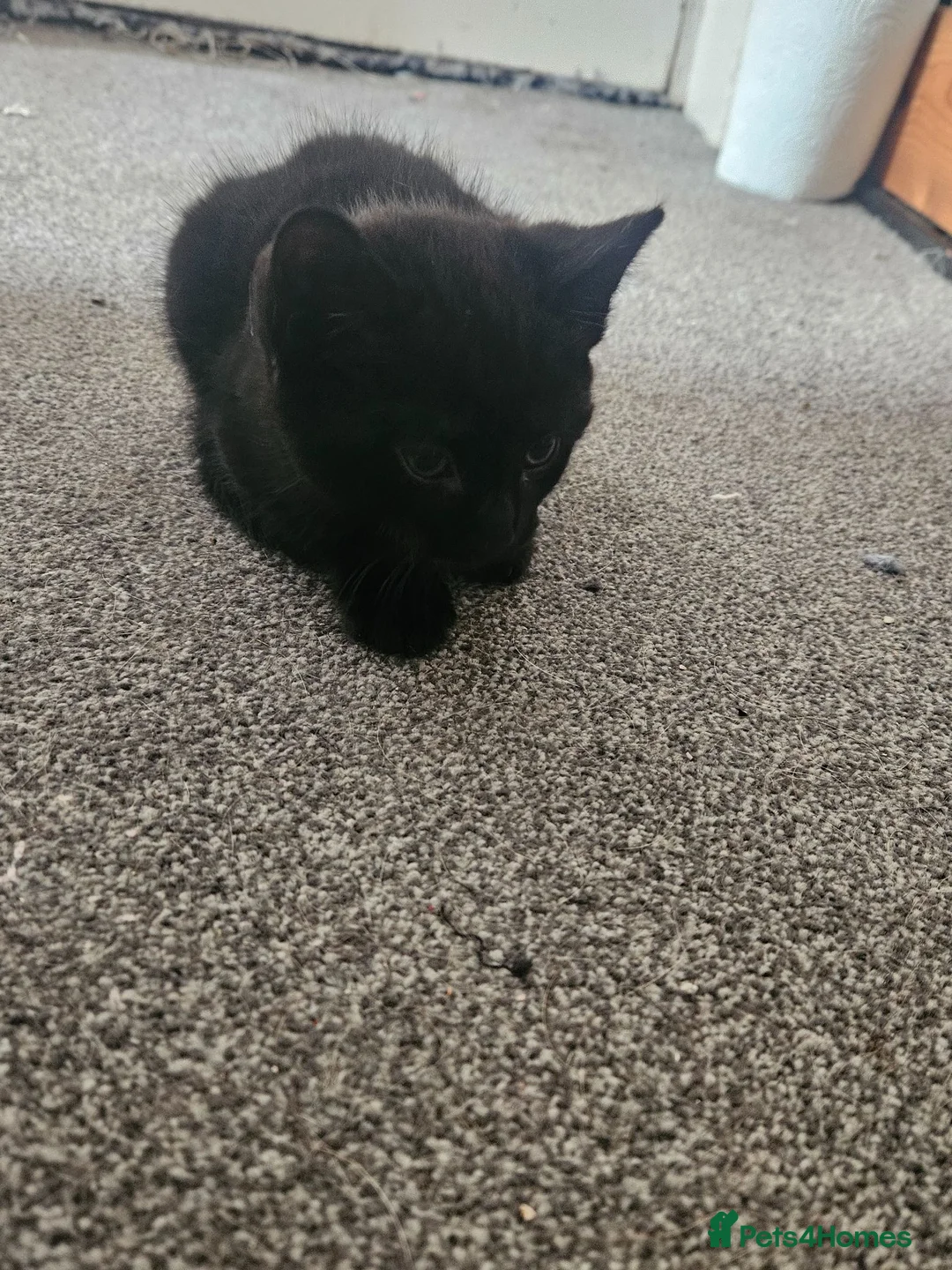 Mixed Breed cats for sale: 11 week old black tabby kittens - Advert 8