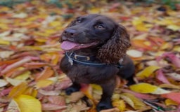 Cocker Spaniel dogs for sale: Beautiful cocker spaniel girl - Image 6