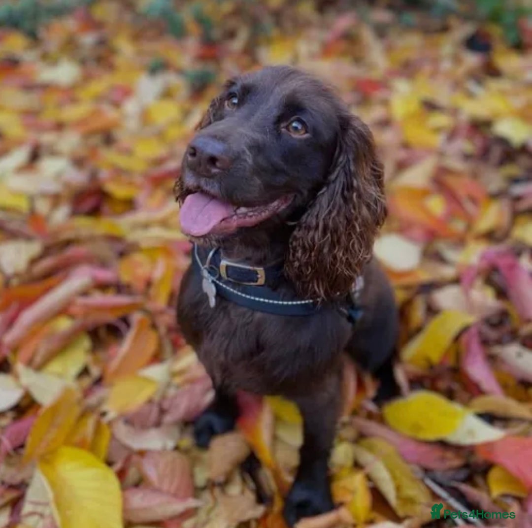 Cocker Spaniel dogs for sale: Beautiful cocker spaniel girl - Image 6