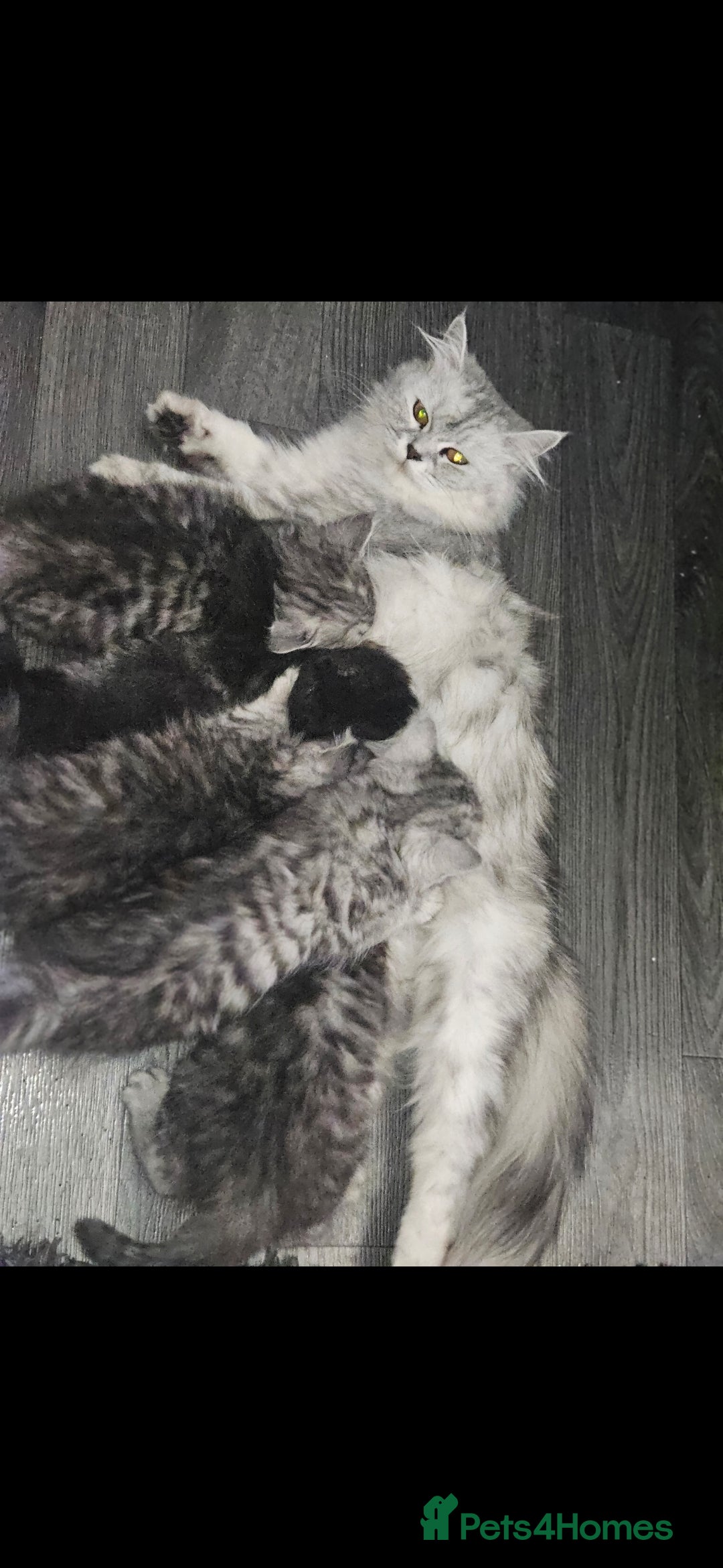 Siberian cats for sale: 5 gorgeous siberian kittens - Image 6
