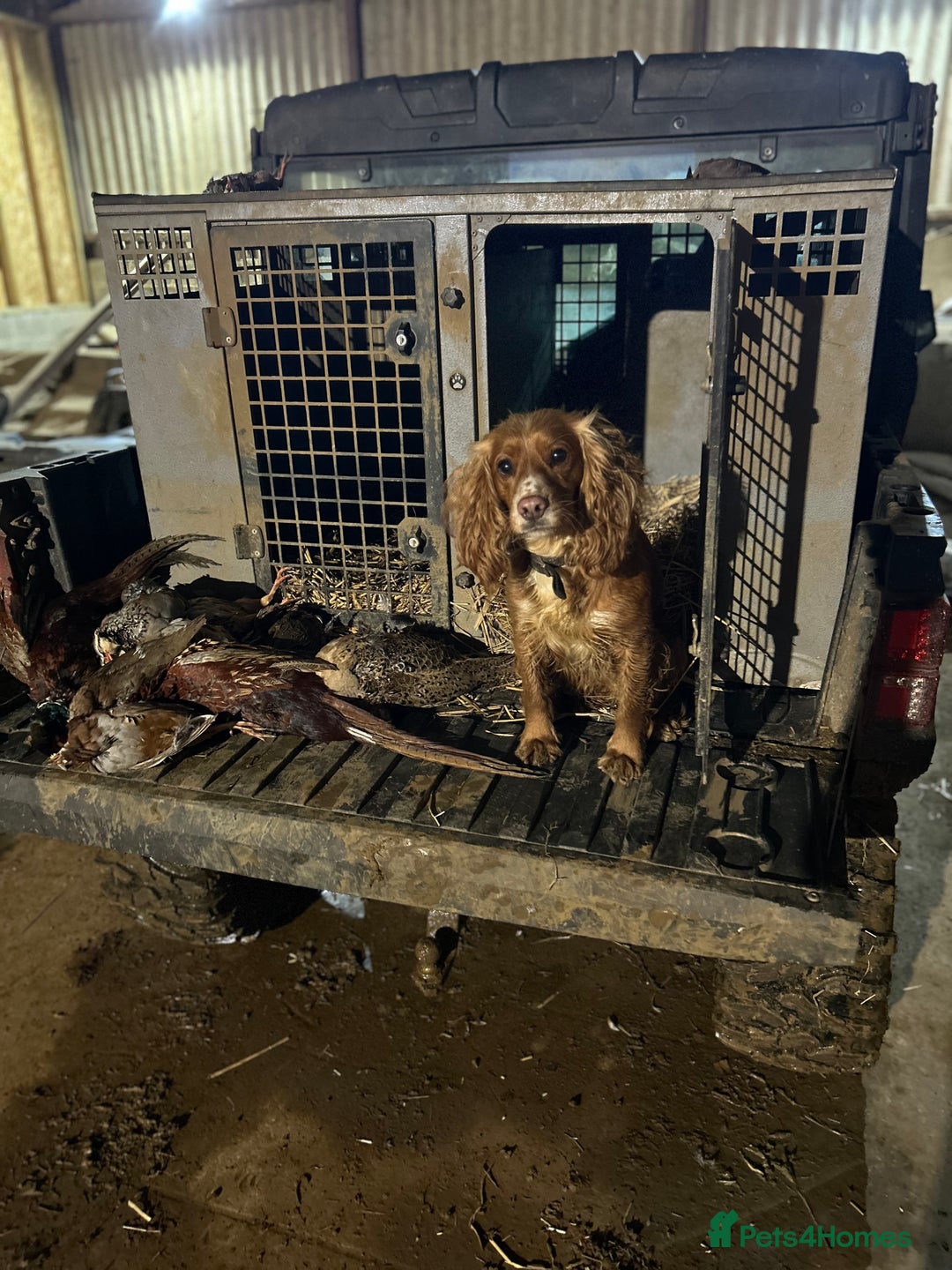 Cocker Spaniel dogs for sale: Golden kc working cocker spaniels - Image 4