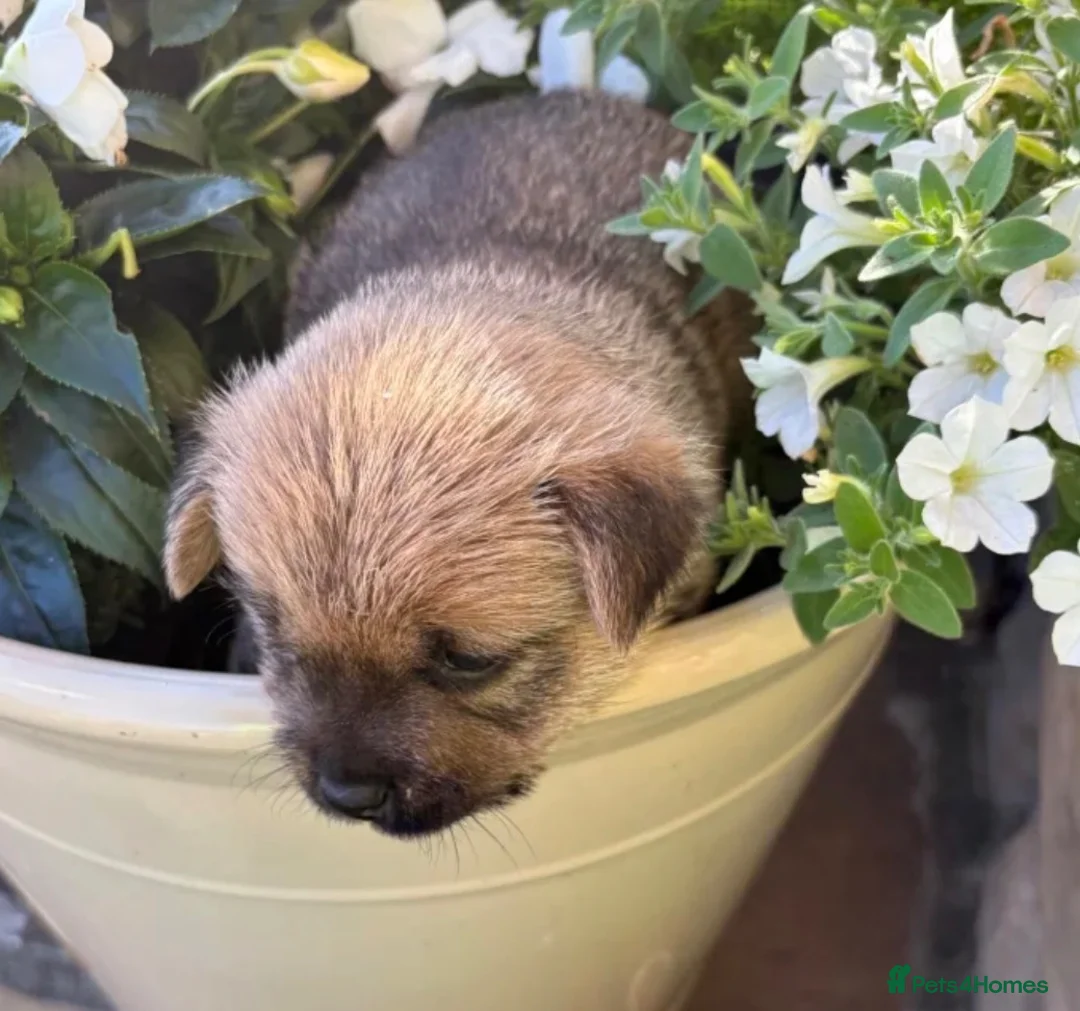 Norwich Terrier dogs for sale: Lucas  in Gerrards Cross - Advert 2