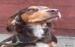 Cocker Spaniel dogs for stud: Cocker spaniel for stud  - Image 4