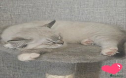 Ragdoll cats for sale: Stunning registered seal tabby ragdoll GC lines - Image 24