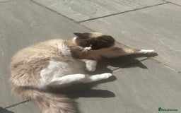 Ragdoll cats for sale: female ragdoll - Image 2