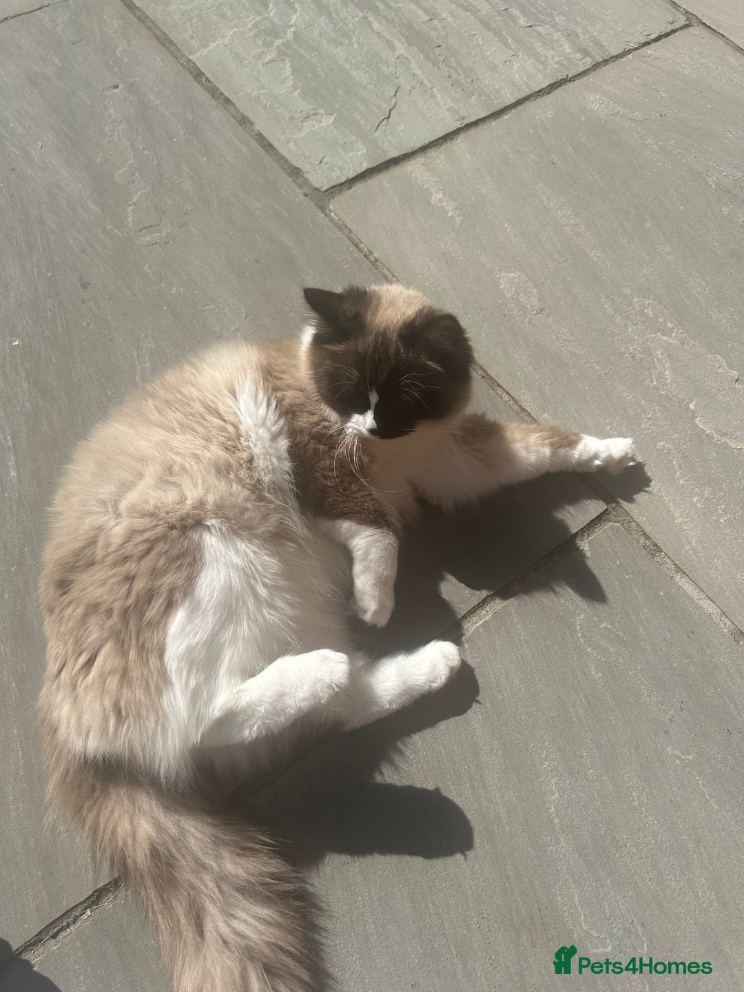 Ragdoll cats for sale: female ragdoll - Image 2