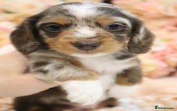 Miniature Dachshund dogs for sale: KC Miniature Dachshund Puppies - Advert 3