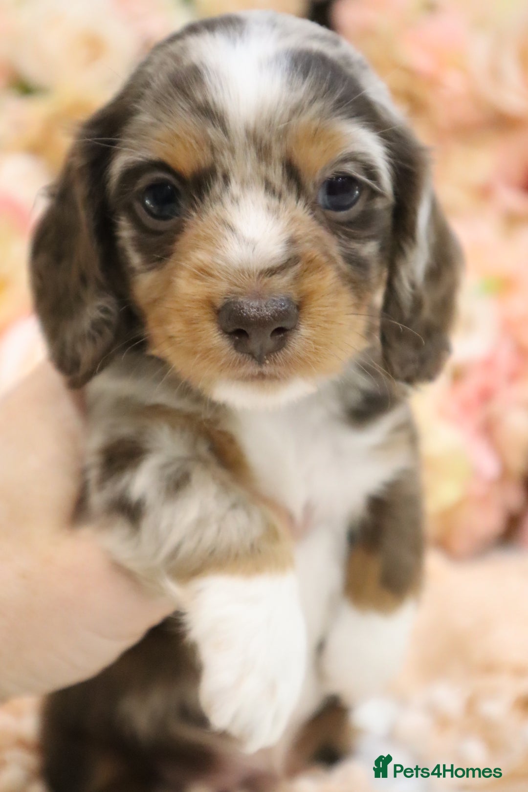 Miniature Dachshund dogs for sale: KC Miniature Dachshund Puppies - Advert 3