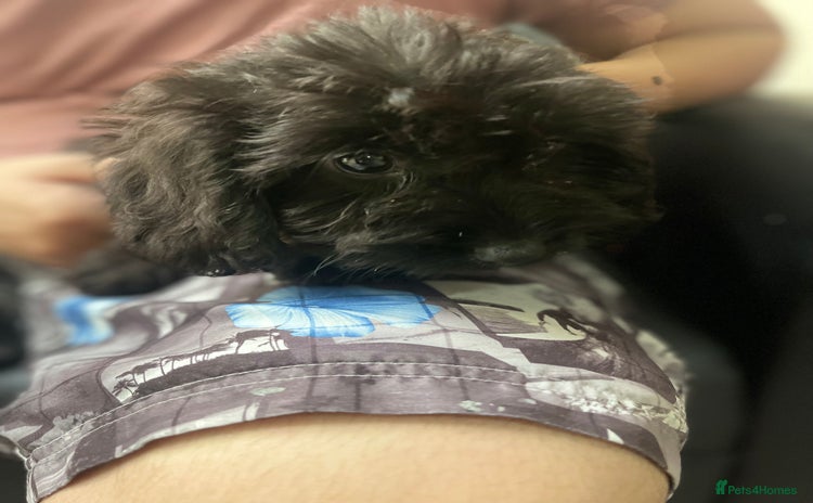 Maltipoo dogs - Advert 1