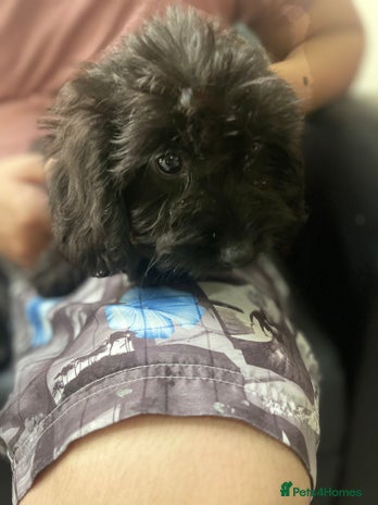 Maltipoo dogs - Advert 4