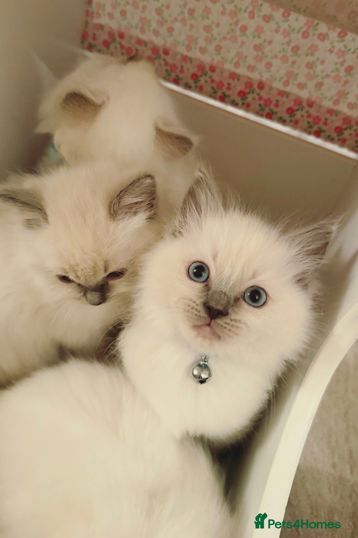 Ragdoll cats Cutest ragdoll kittens - Advert 9