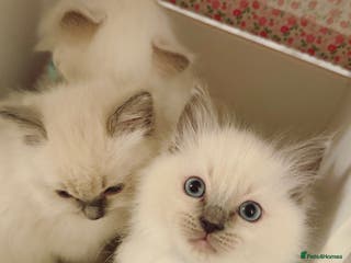 Ragdoll cats Cutest ragdoll kittens - Advert 9