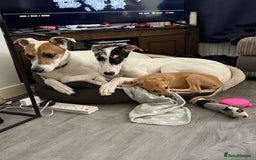 Mixed Breed dogs for sale: Flash  - Image 11