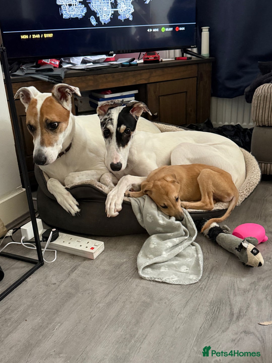 Mixed Breed dogs for sale: Flash  - Image 11