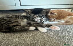 Domestic Shorthair cats for sale: 3 beautiful kittens for sale.  - Image 9