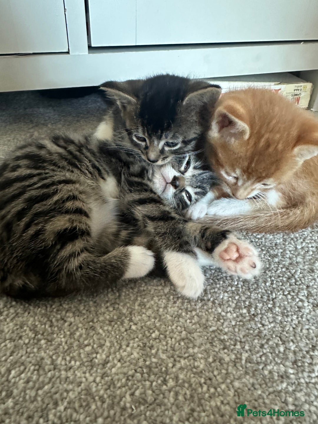 Domestic Shorthair cats for sale: 3 beautiful kittens for sale.  - Image 9